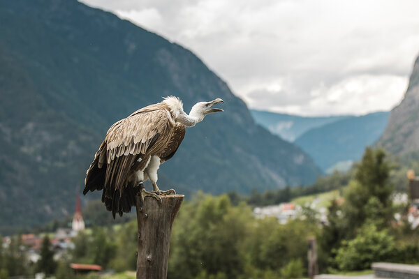 Der Greifvogelpark Umhausen nahe deinem Apartment Längenfeld